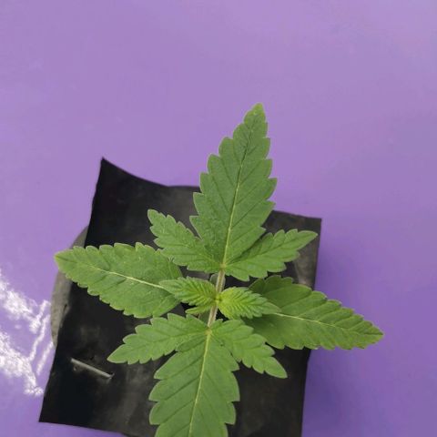 Green Poison growlog timeline photo