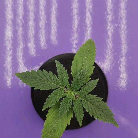 Green Poison growlog timeline photo