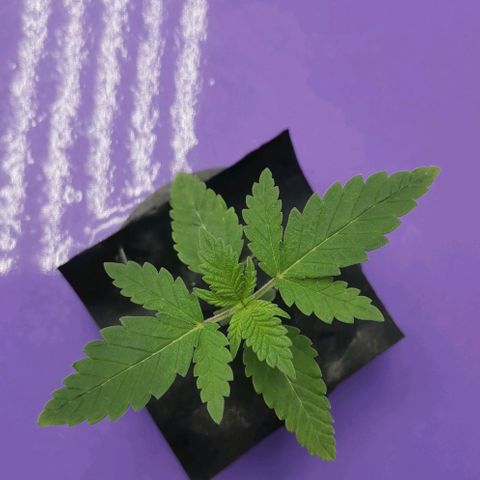 Green Poison growlog timeline photo