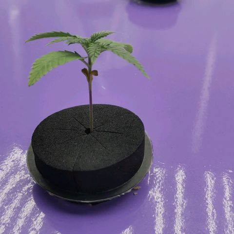 Green Poison growlog timeline photo