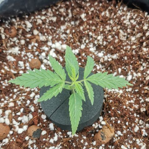 Green Poison growlog timeline photo