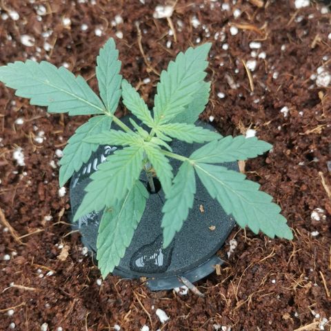 Green Poison growlog timeline photo