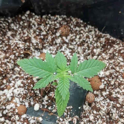 Green Poison growlog timeline photo