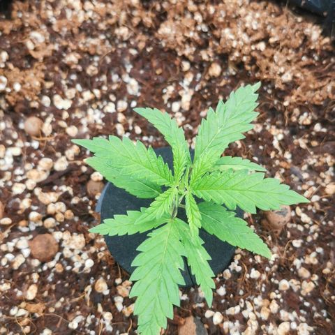 Green Poison growlog timeline photo