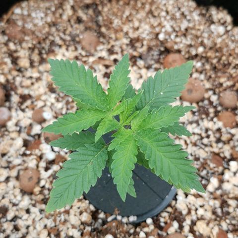 Green Poison growlog timeline photo