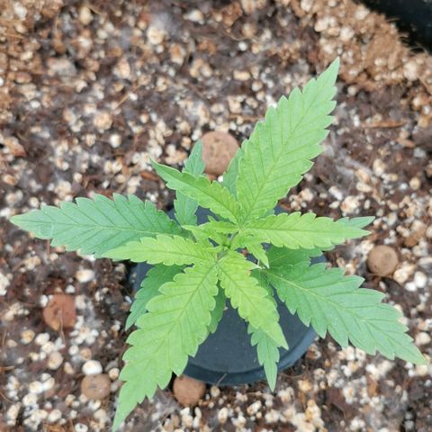 Green Poison growlog timeline photo