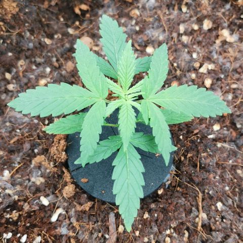 Green Poison growlog timeline photo