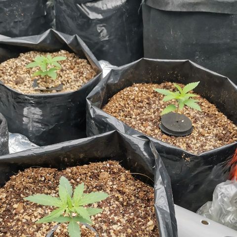 Green Poison growlog timeline photo