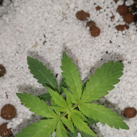 Green Poison growlog timeline photo