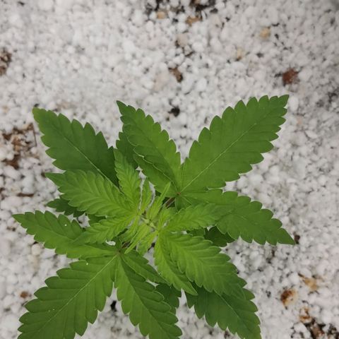 Green Poison growlog timeline photo