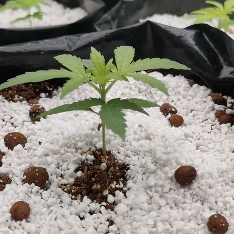Green Poison growlog timeline photo
