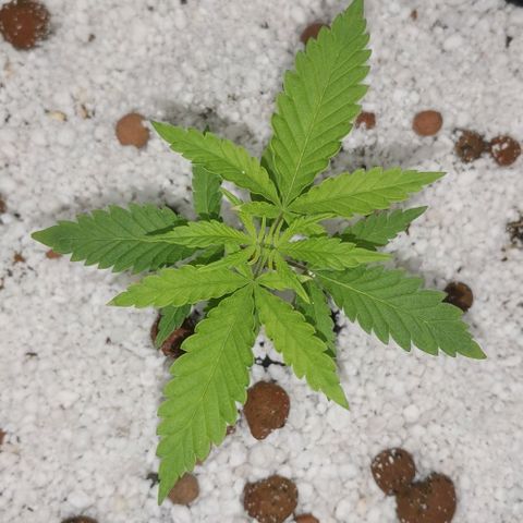 Green Poison growlog timeline photo