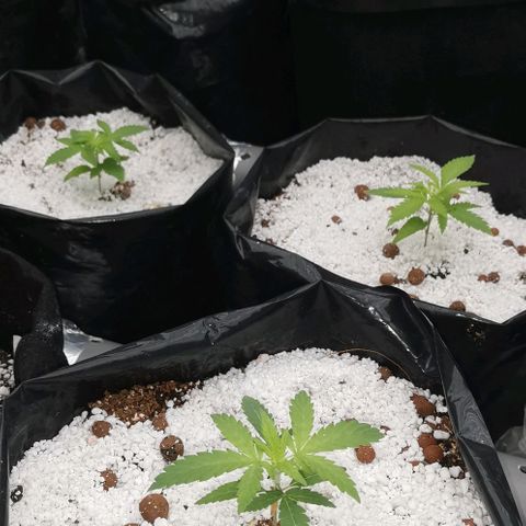Green Poison growlog timeline photo