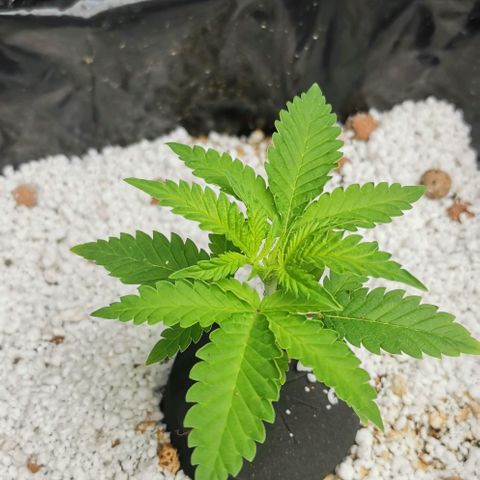 Green Poison growlog timeline photo