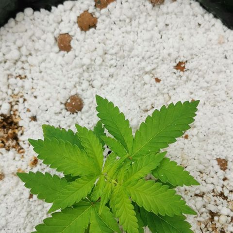 Green Poison growlog timeline photo