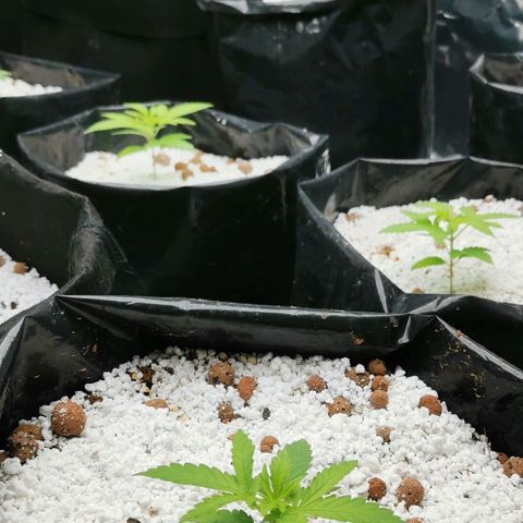 Green Poison growlog timeline photo