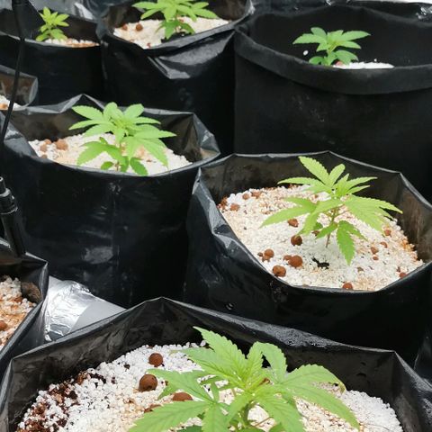 Green Poison growlog timeline photo