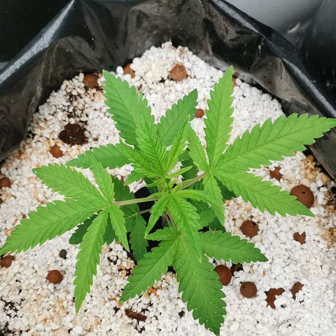 Green Poison growlog timeline photo