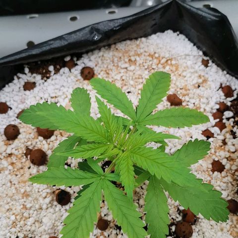 Green Poison growlog timeline photo