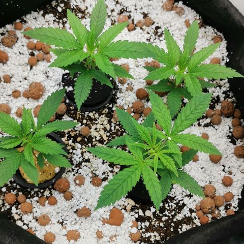 Green Poison growlog timeline photo