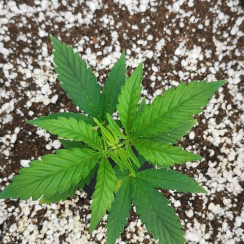 Green Poison growlog timeline photo
