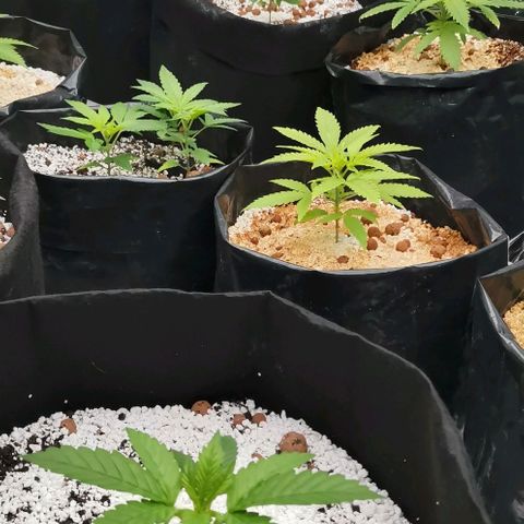 Green Poison growlog timeline photo