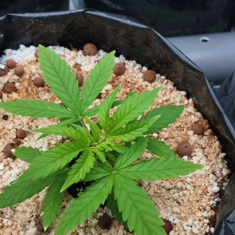 Green Poison growlog timeline photo