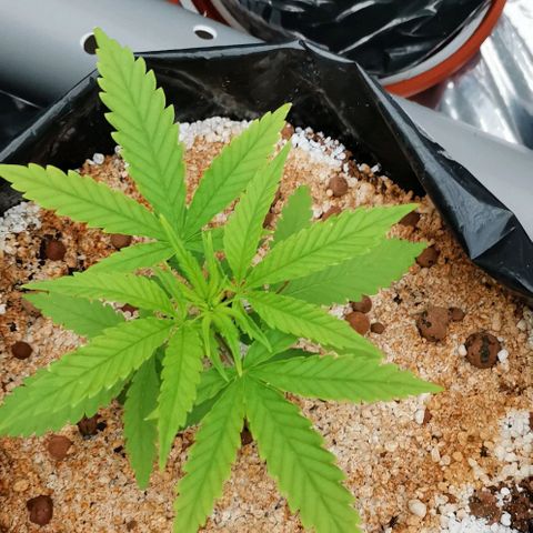 Green Poison growlog timeline photo