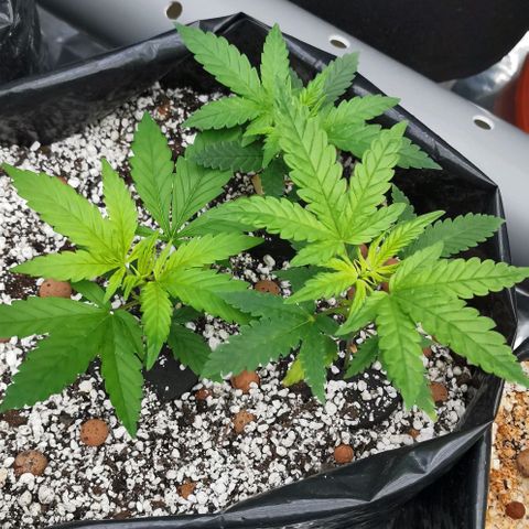Green Poison growlog timeline photo
