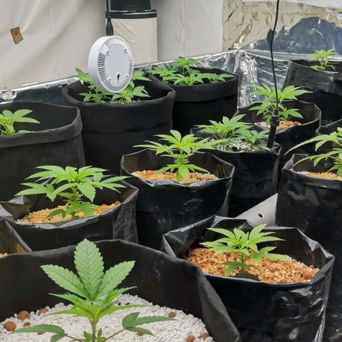 Green Poison growlog timeline photo