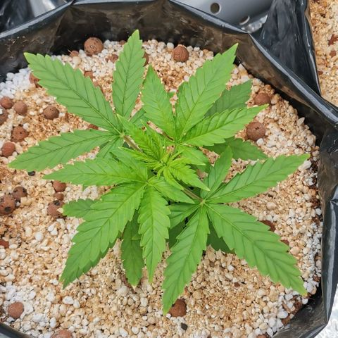 Green Poison growlog timeline photo