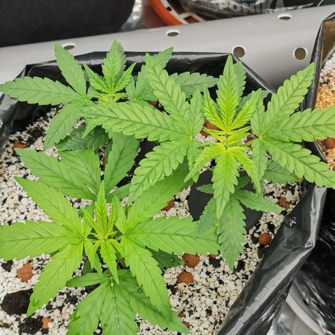Green Poison growlog timeline photo