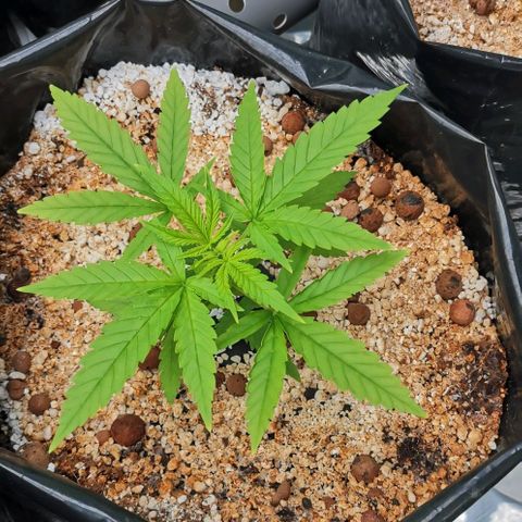 Green Poison growlog timeline photo