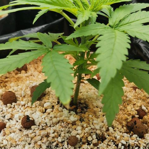 Green Poison growlog timeline photo