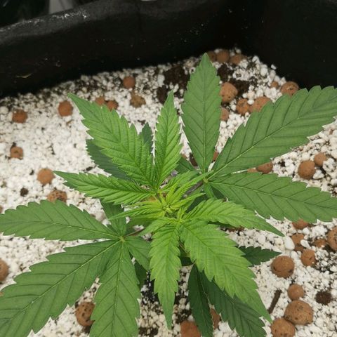 Green Poison growlog timeline photo