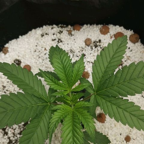 Green Poison growlog timeline photo