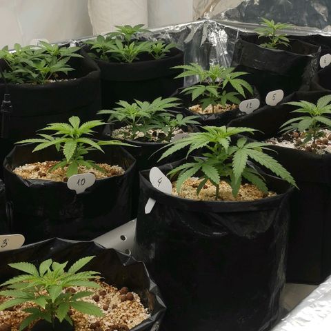 Green Poison growlog timeline photo