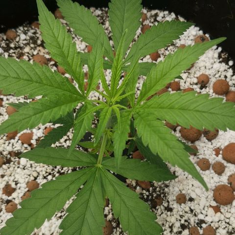 Green Poison growlog timeline photo