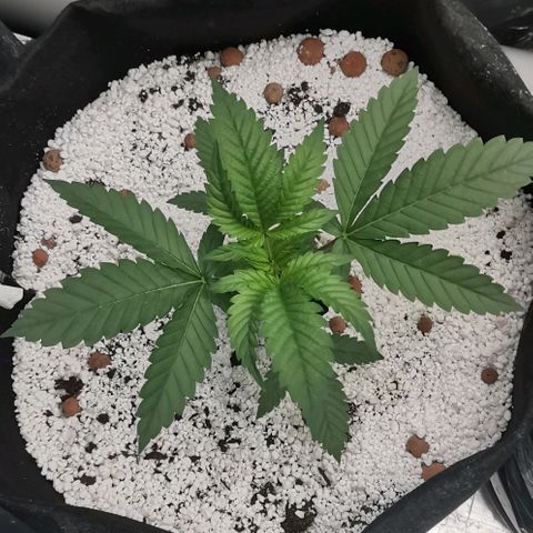 Green Poison growlog timeline photo