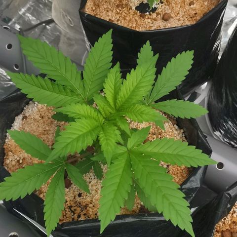 Green Poison growlog timeline photo