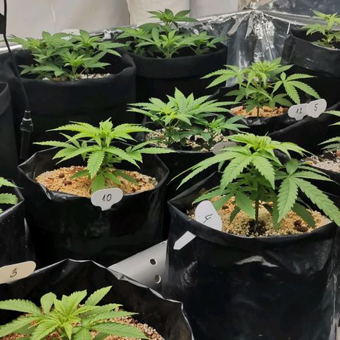 Green Poison growlog timeline photo