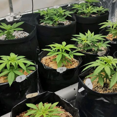 Green Poison growlog timeline photo