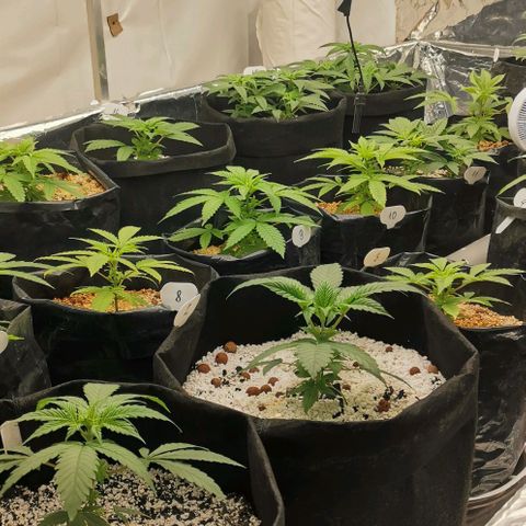 Green Poison growlog timeline photo