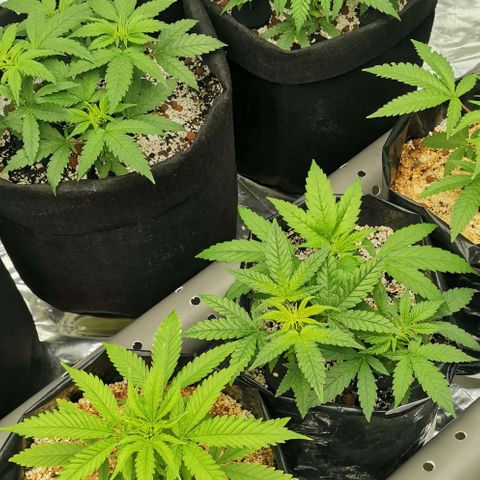 Green Poison growlog timeline photo