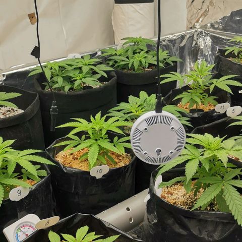 Green Poison growlog timeline photo