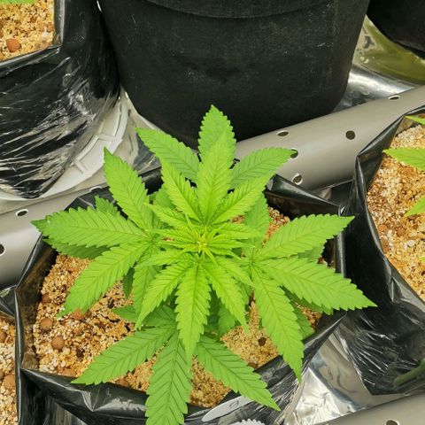 Green Poison growlog timeline photo