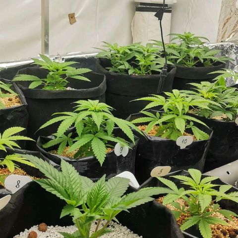 Green Poison growlog timeline photo