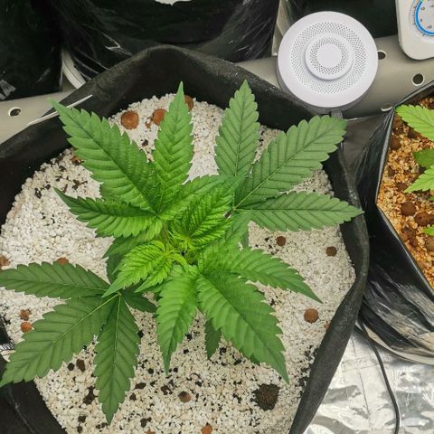 Green Poison growlog timeline photo