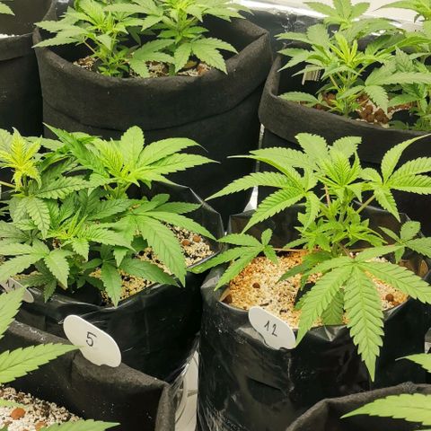 Green Poison growlog timeline photo