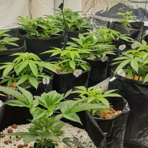 Green Poison growlog timeline photo